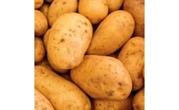 Různé druhy sadbových brambor z ovocné školky Arbia Zlínsko