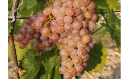 Kvalitní odrůdy vinné révy v pálavské podoblasti