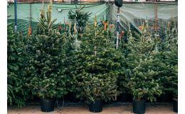 Prodej čerstvých vánočních stromků, jmelí