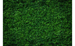 Zelené stěny do administrativních a komerčních prostor