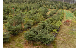 Pěstování vánočních stromů na plantáži ve Stříteži nad Bečvou
