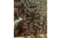 Výroba vynikající medoviny ve Včelařství Řezanina