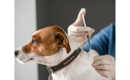 Prevence, diagnostika a léčba onemocnění u zvířat