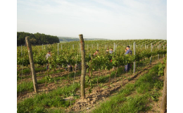 Vinohrad v čejkovické oblasti na jižní Moravě