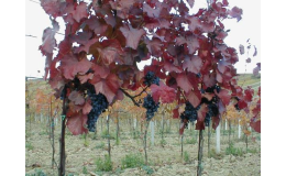 Pěstování kvalitních odrůd vinné révy - vinařství Císařské sklepy Horák