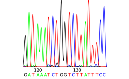 Sekvenace DNA - rychlost, přesnost a výsledky v elektronické podobě