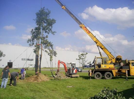 S kácením a přesazováním vzrostlých stromů pomůže firma ZAHRADY HASTÍK
