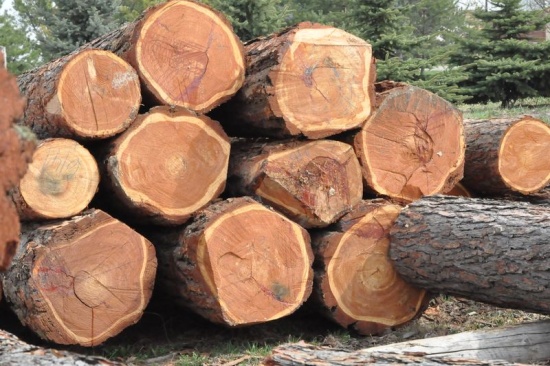 Pila Belcredi: kvalitní dřevo a řezivo pro široké využití