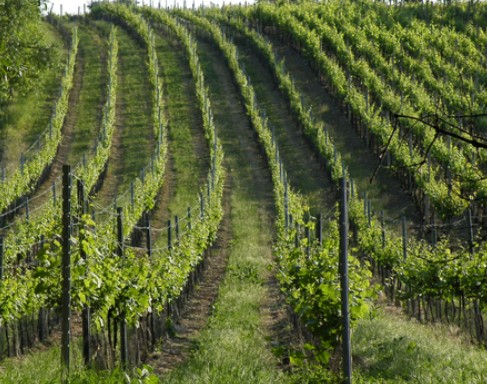 Vlastní vinice s bohatou vinařskou tradicí v oblasti Velkých Pavlovic