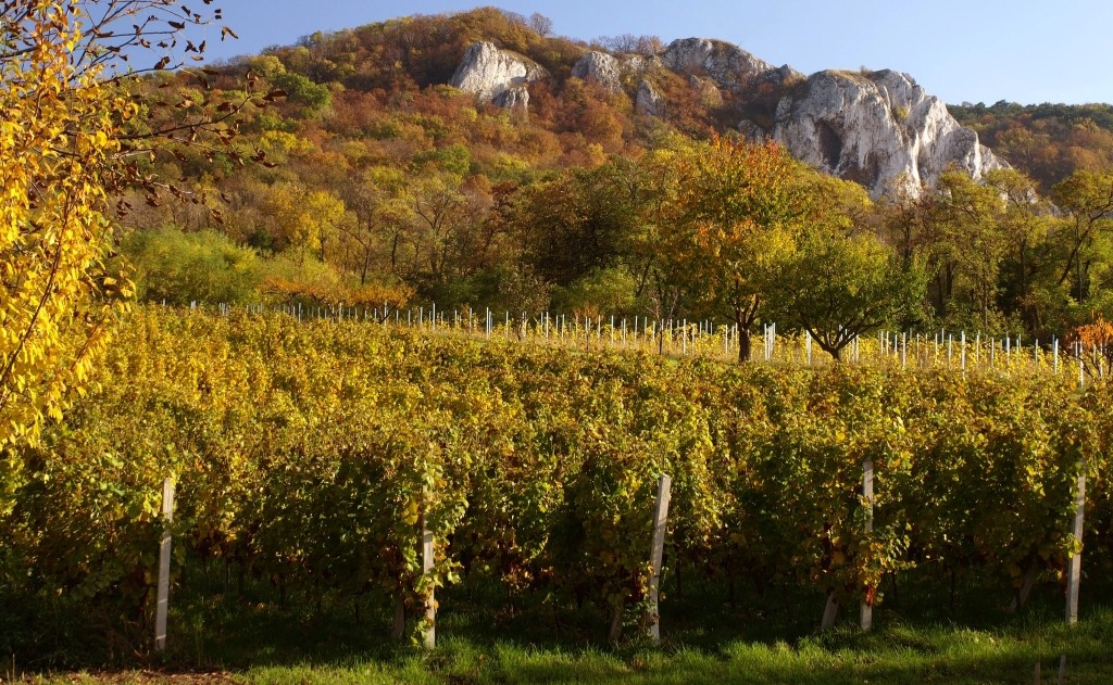 Vynikající vína z Mikulova na jižní Moravě