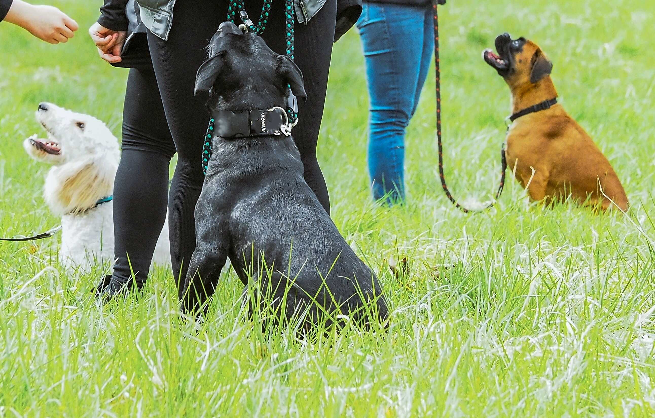 Osobní i online výcvik psů pro zákazníky z Moravy