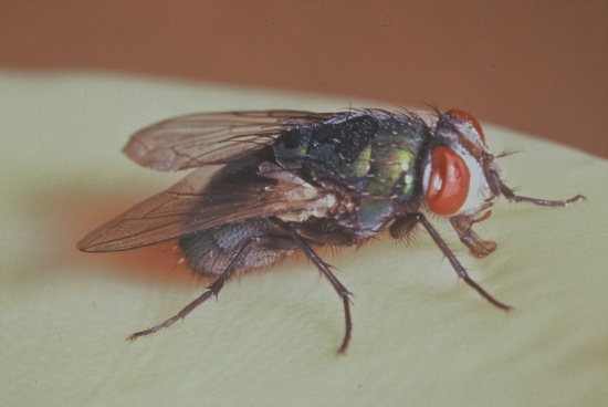 Jak předejít přemnožení much ve zvířecím chovu?