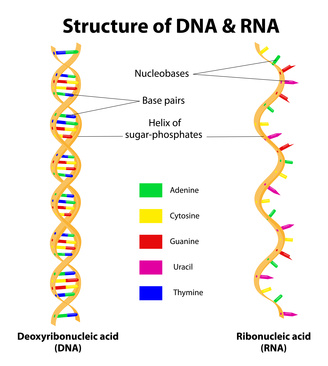 Určování DNA nejnovějšími metodami - Biogen s.r.o.