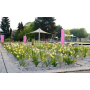 Rozárium Olomouc - druhá největší růžová zahrada v České republice