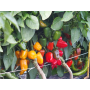 Papriky a rajčata - výběr z mnoha atraktivních odrůd plodové zeleniny