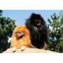 Pomeranian: malý pes s velkým srdcem