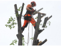 Rizikové kácení stromů a výškové práce snadno a rychle