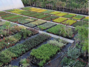 Zahradnictví Havlíček se zaměřuje na pěstování a prodej okrasných rostlin