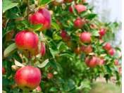 Ovocné stromy, jabloně, hrušně, třešně, meruňky, broskvoně, i keře - pěstování a prodej Brno