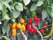 Papriky a rajčata - výběr z mnoha atraktivních odrůd plodové zeleniny