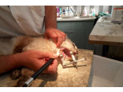 Zbavte svého mazlíčka bolesti zubů - Veterinární ordinace Slovanka zajistí odstranění zubního kamene u zvířat