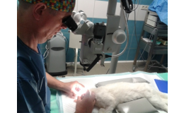 chirurgická oční optika u zvířat