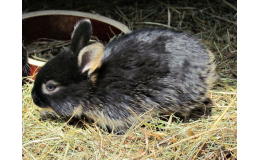 Výživa pro zakrslého králíka Veterina Slovanka