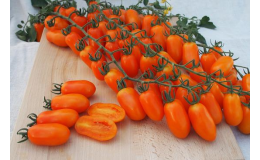Odrůda tyčkových datlových rajčat Odat F1