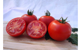 Odrůda rajčete GALLANT F1